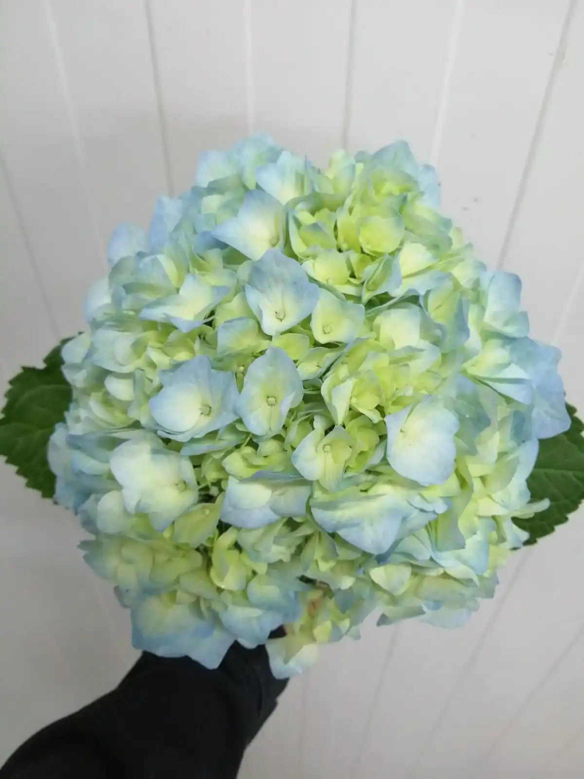 Finest Real fresh cut Hydrangea premium quality select size (16/17) cm  light Blu colour fresh flowers not preserved decorative flowers