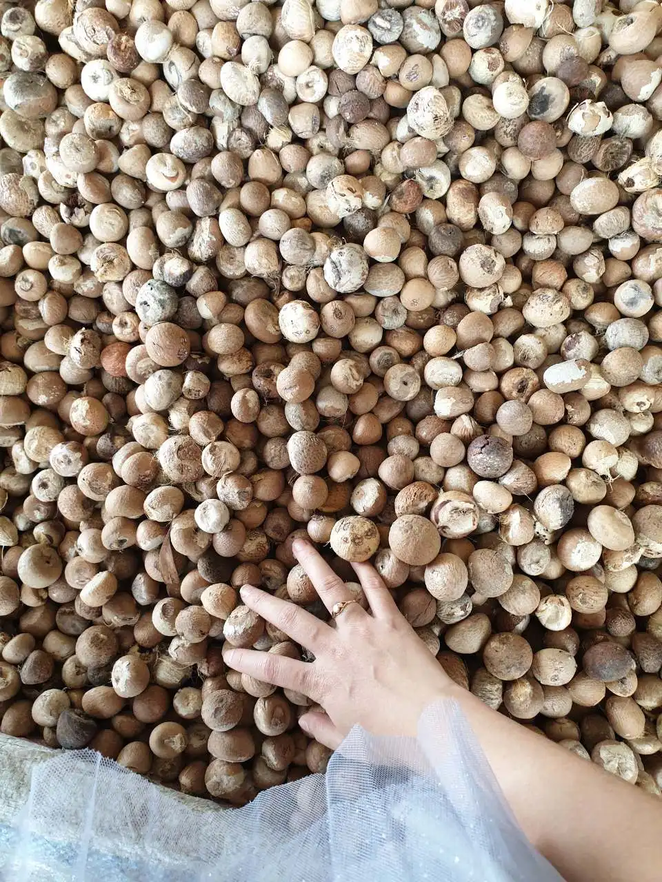  Вьетнамские Сушеные Орехи BETEL-Whatsapp + 84765149122