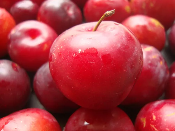 Оптовая продажа лучшее качество свежая слива для продажи по низкой