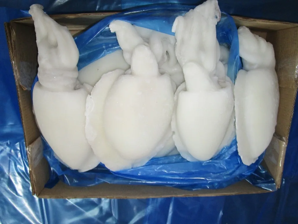 Frozen Individual quick frozen Cuttlefish whole cleaned from India