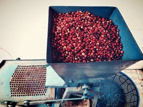 Highland Langbiang Arabica Honey Coffee Beans High Quality Natural Processing Coffee from Vietnam Roasted Arabica Green Coffee