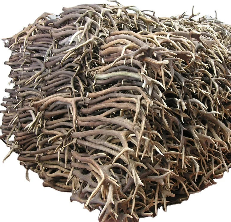 Quality Red Deer Antlers Red Deer Antlers Horns