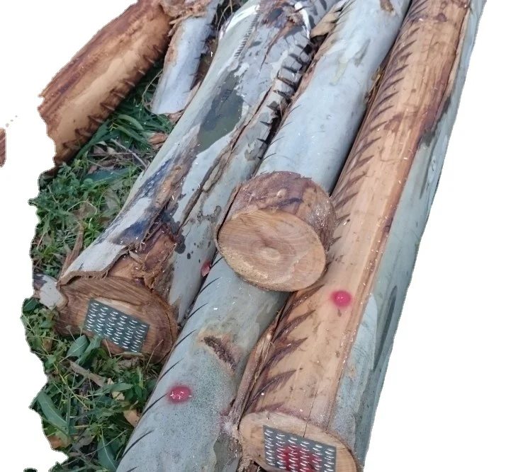 Eucalyptus grandis logs For Sale