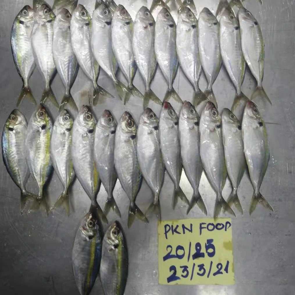 Frozen Yellow stripe Scad  - Selaroides leptolepis  From Viet Nam fresh fish , affordable price, hight quality
