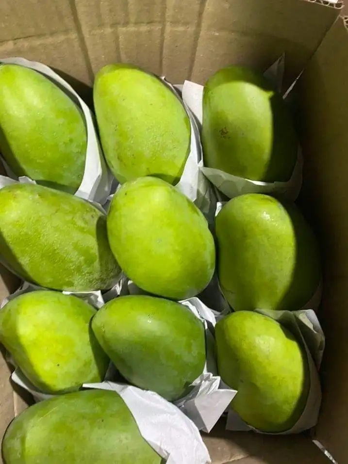 
Best Price Rich in Vitamins 10 -15 cm Per Piece Organic Fresh Mango With Color Green of Purple 