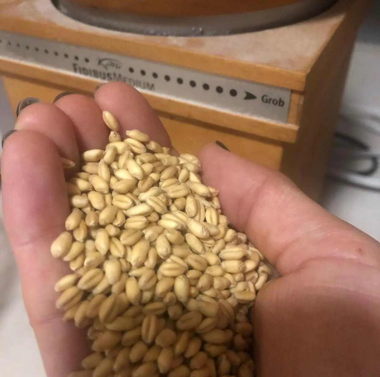 Best quality soft milling wheat grain from russia various types ; Hard Red Winter , Durum , Soft wheat