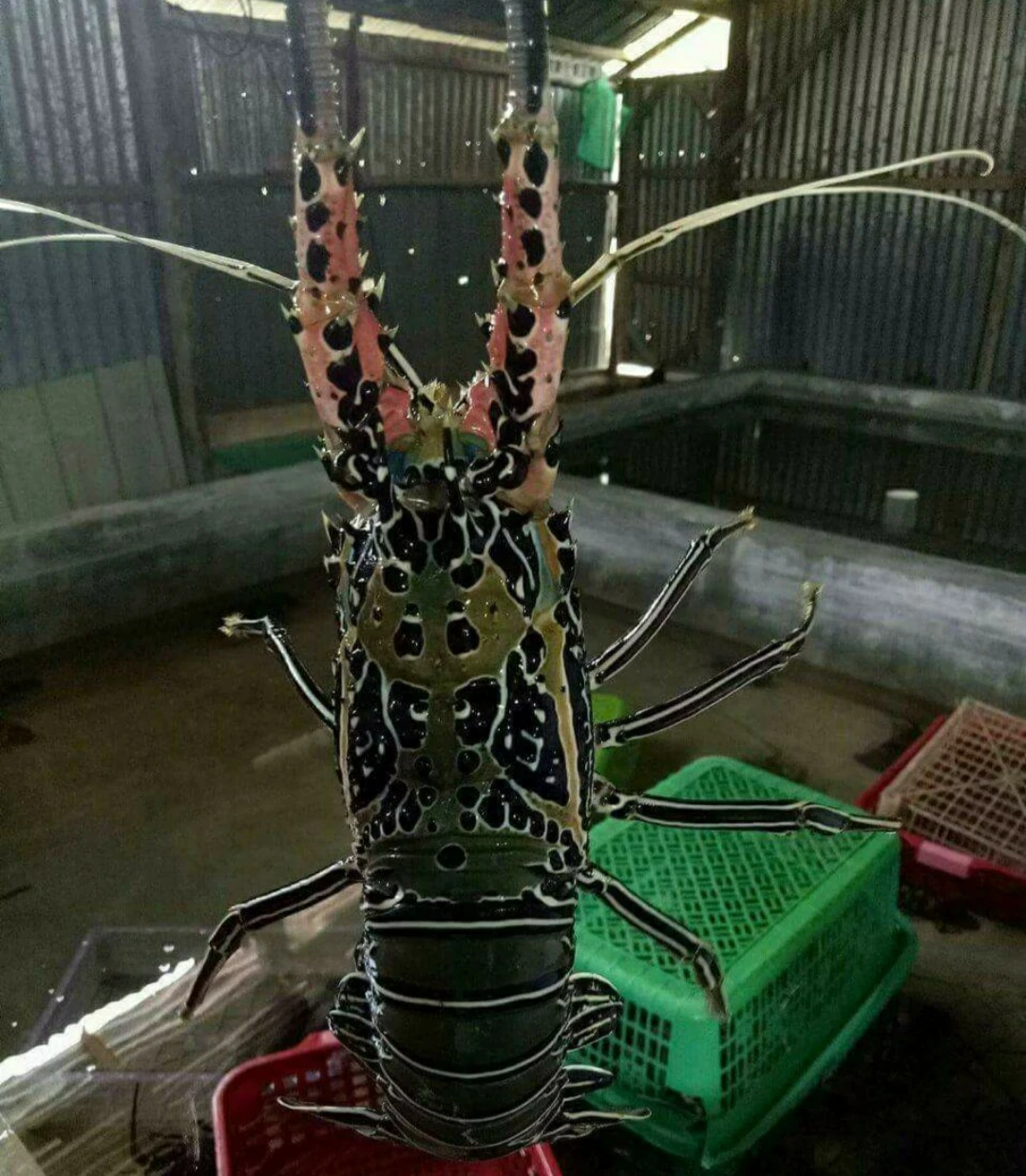 
High Demand Live / Frozen Bamboo Lobster Export Quality From Indonesia 