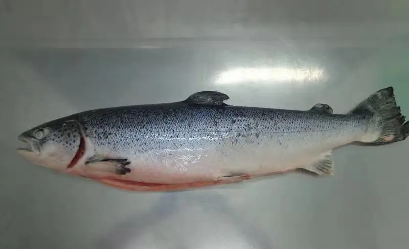 Fresh Frozen Atlantic Salmon Fish, Salmon Fillets Wholesale Supplier