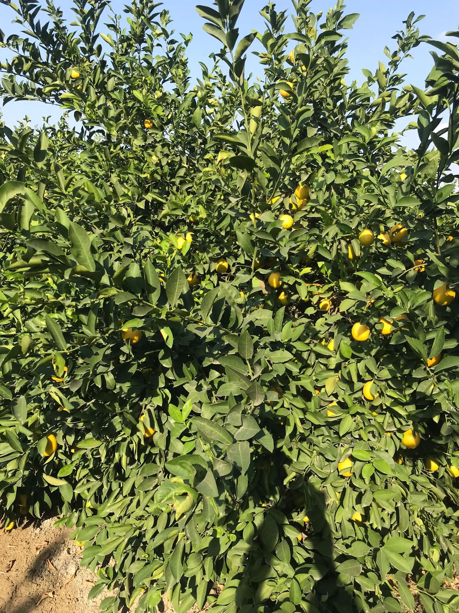 FRESH LEMON FROM TURKEY WHOLESALE CHEAP PRICE !!! HIGH QUALITY !!