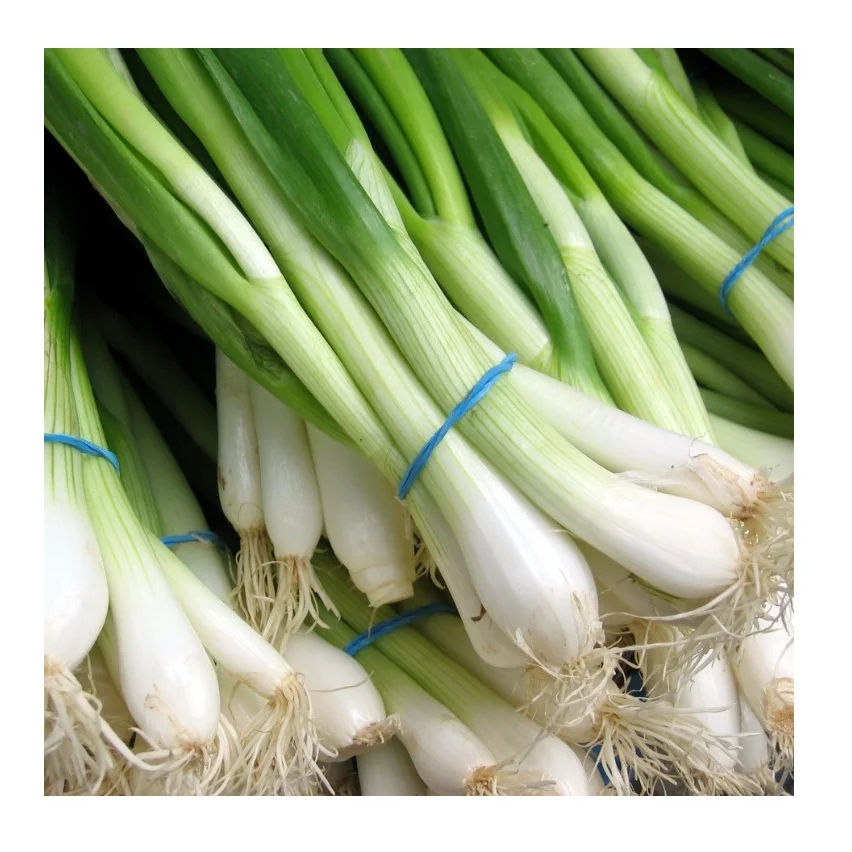 
Top Quality Fresh Vegetables Scallions for sale At Cheapest Wholesale Price in Bulk Quantity 