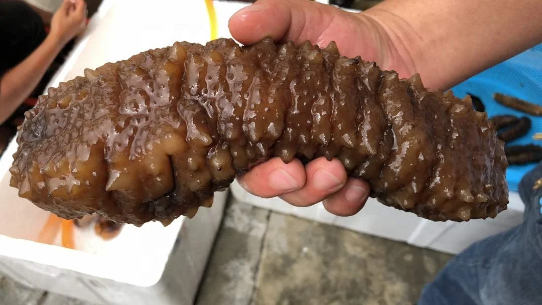 Best Quality Price Black Teat Dried And Frozen Natural Sea Cucumber For Export Gamat Natural Health Benefit Seafood