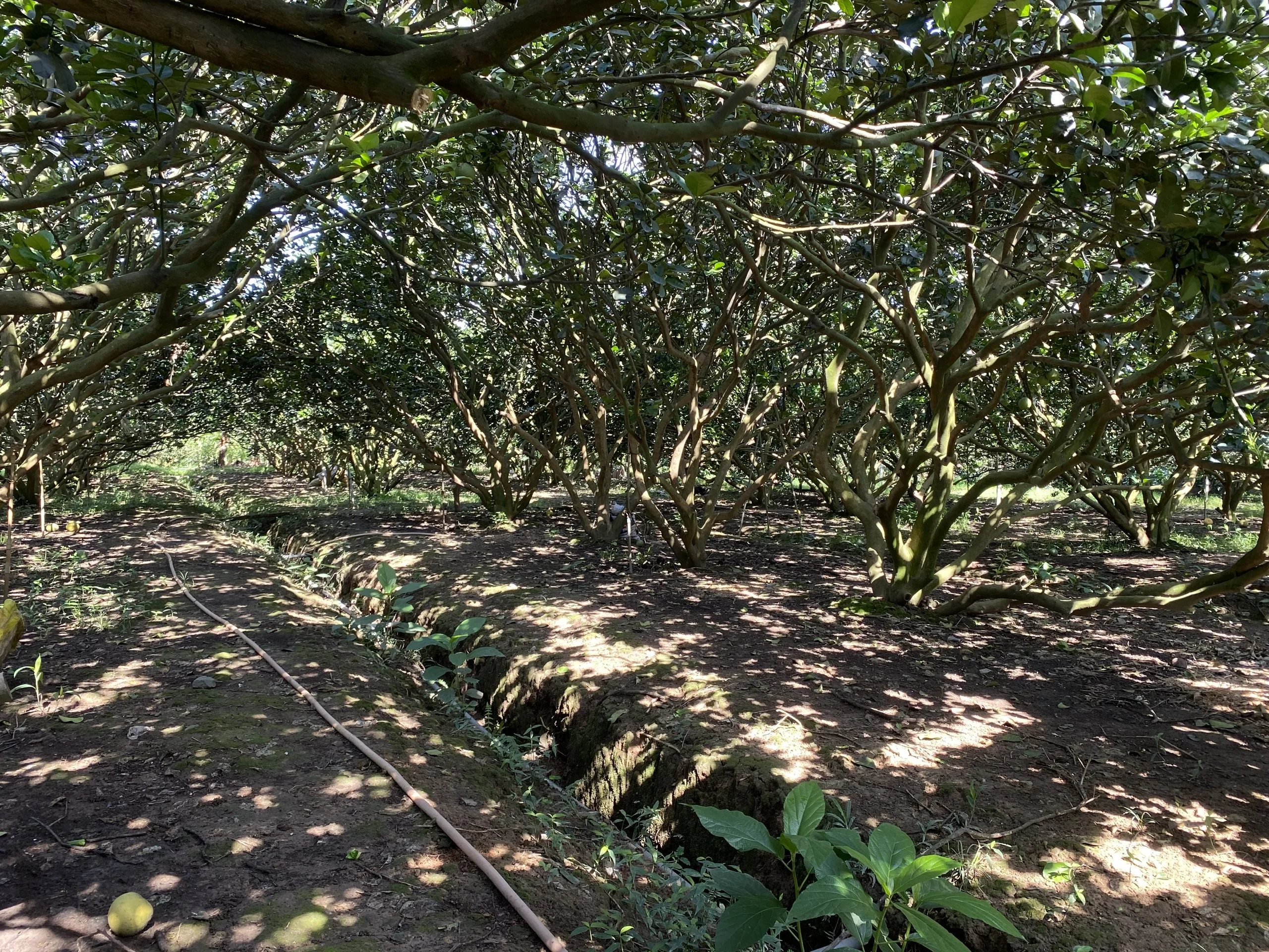 Fresh And Organic Fruit Green Color Sweet And Light Sour Viet Nam Agriculture TamEco Pomelo from Viet Nam