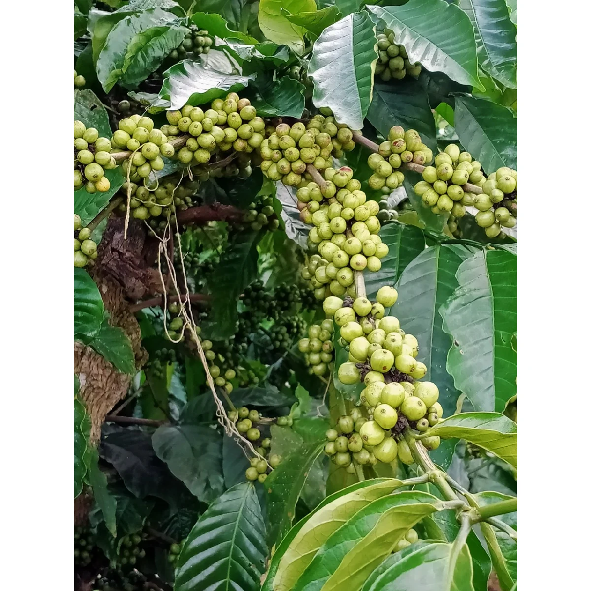 
Shelf Life 2 Years 98% Maturity Common Cultivation Type Pure 12.5% Max Moisture Coffee Bean 