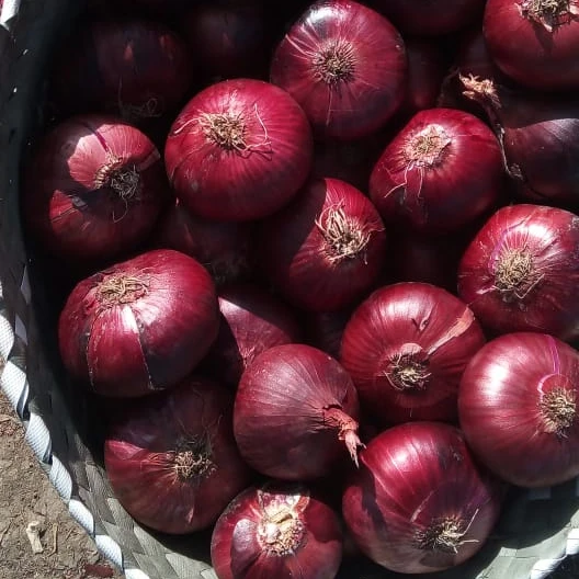 
Fresh Red Onion 
