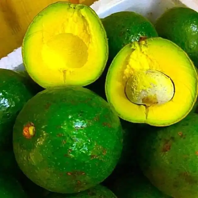 Avocad Стенд 7/свежего Хасс авокадо от GIA NGUYEN компании