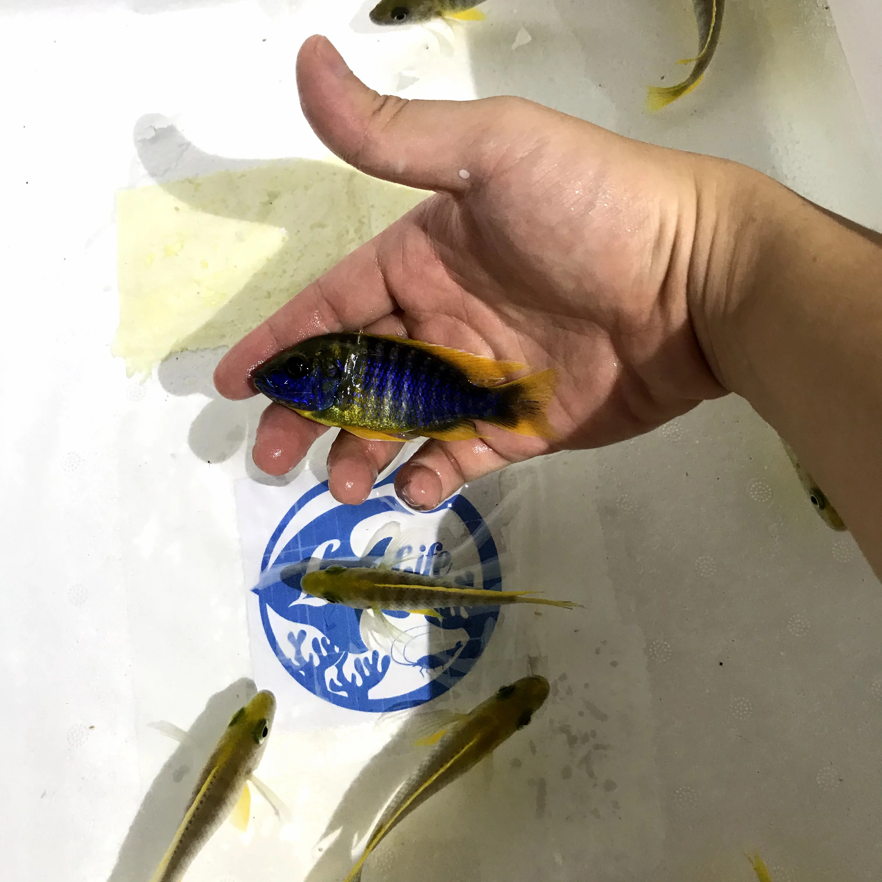 
Farm bred Aulonocara sp. Mamelela African Malawi Cichlids For sale 