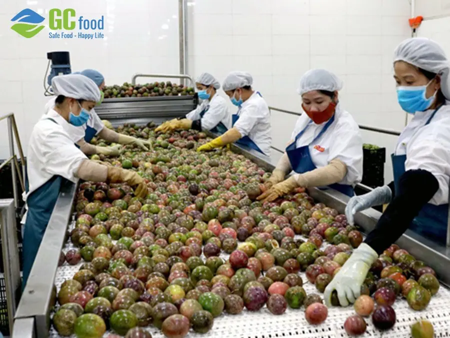 (GC Food) Fresh Passion Fruit-  Unique passion fruit seed -2021 Premium Quality Fresh-from  Viet Nam