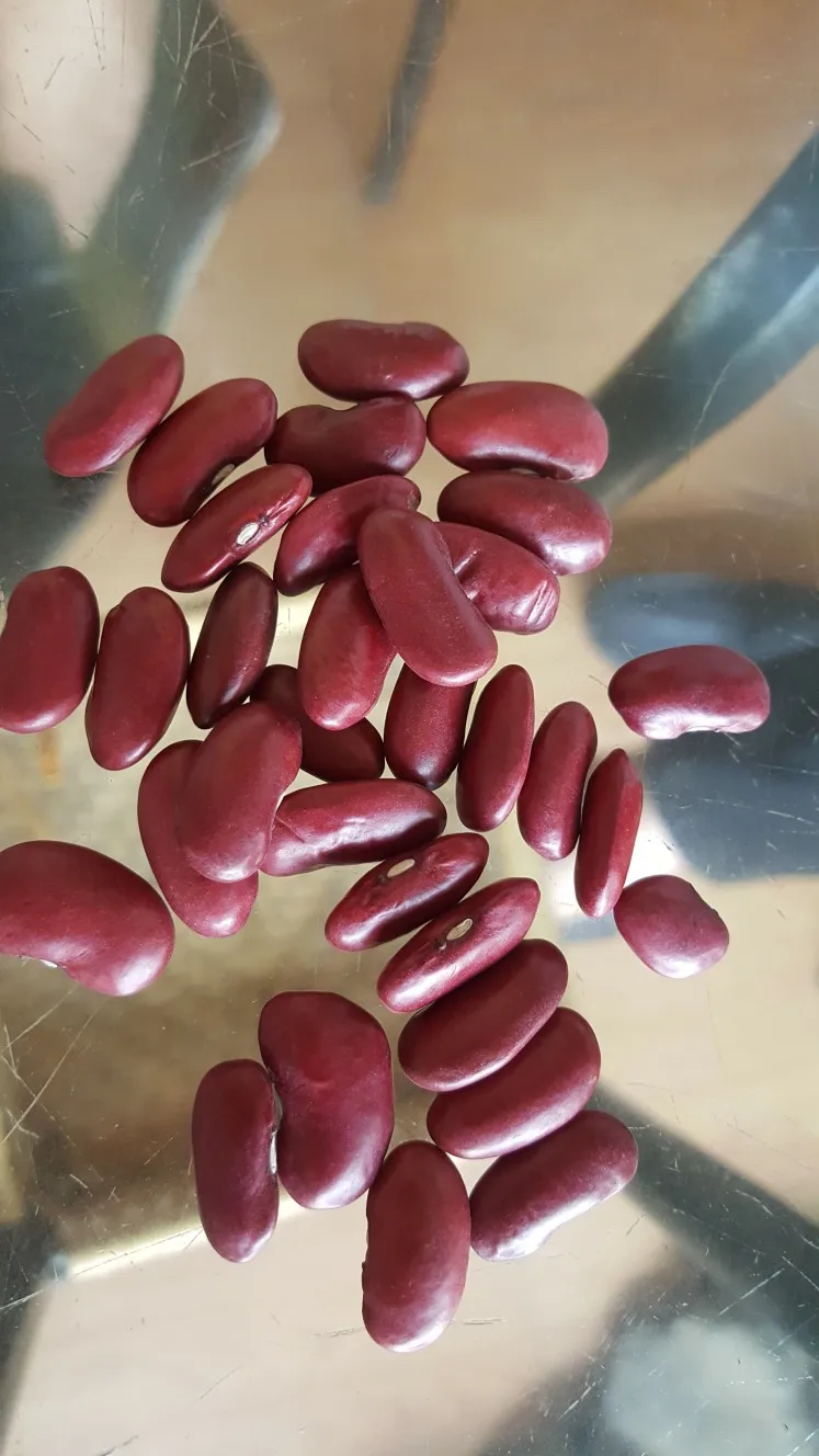 Organic Dark Red Kidney Beans with high quality from Viet Nam - Sven +84 966722357