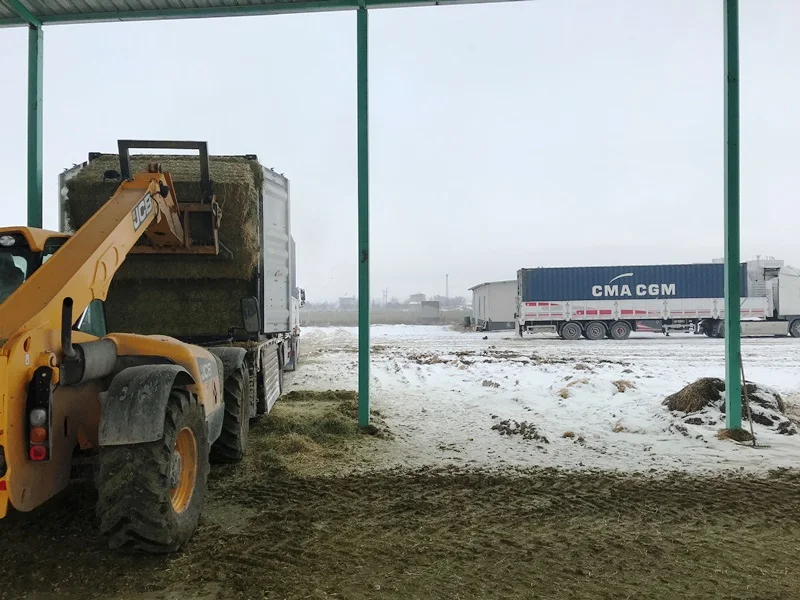 
HIGH QUALITY ALFALFA HAY BALE FROM TURKEY 