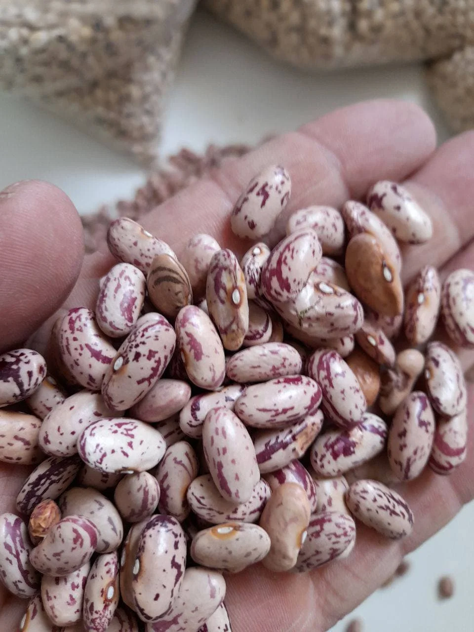 Урожай 2021 октября оптовая продажа премиум класса из Узбекистана пакеты 25 кг натуральная сушеная легкая зернистая фасоль