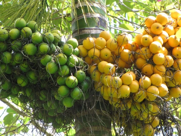  Сушеные Орехи SUPARI/ARECA/BETEL высокого качества от органических