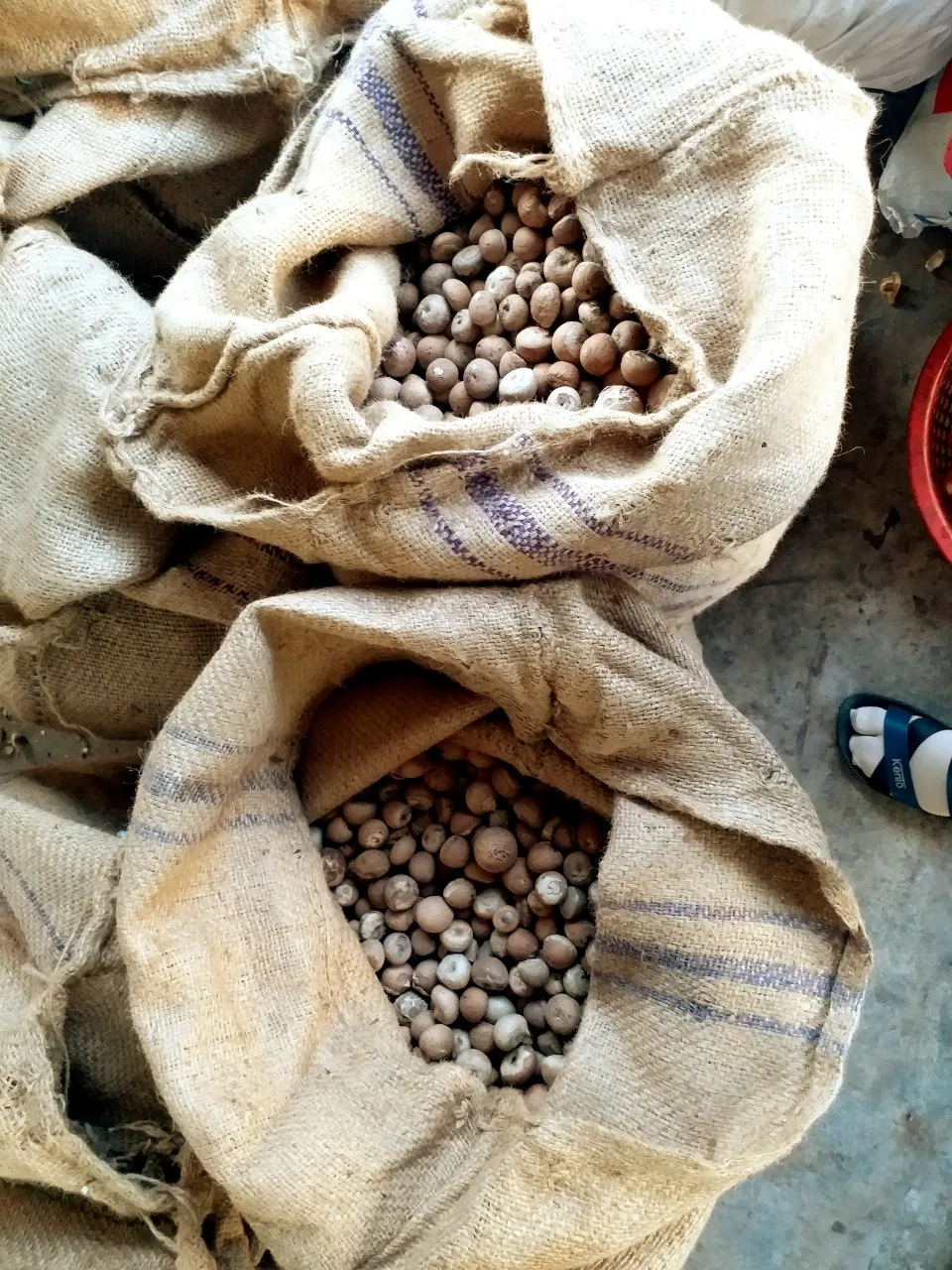 BETEL NUT or SUPARI NATURAL Bag Style Packaging Raw Origin Human Type Dried Grade ISO Place Model Cultivation