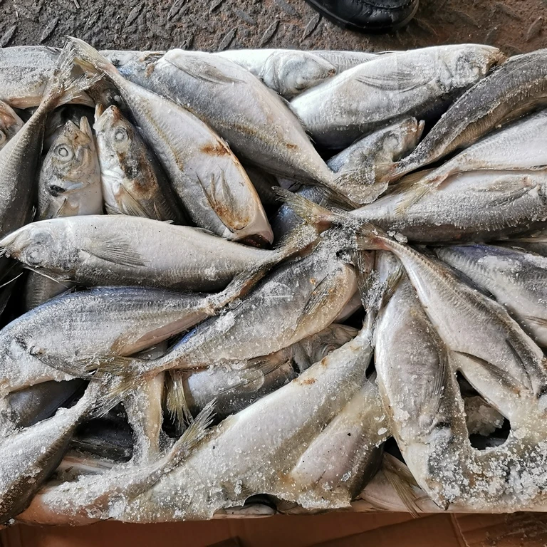 Frozen Scad Fresh Fish