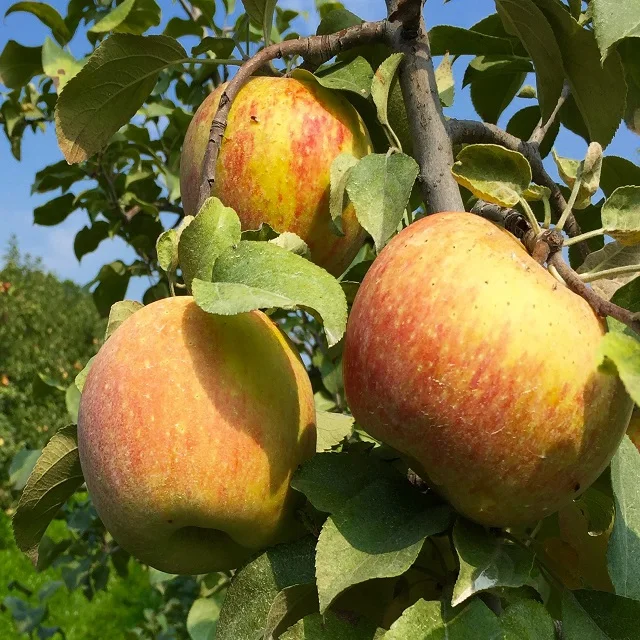 Fresh Apples Red Fuji Green Golden delicious Apples, Royal Gala Apples, Granny Smith Fresh Apples