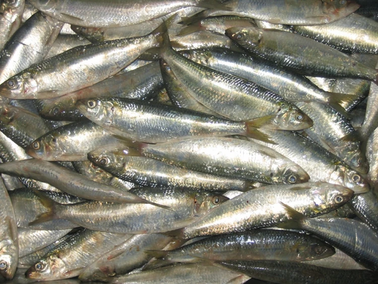 Whole Round Sardine Titus Sardine Frozen Fish Omega Sardines from China