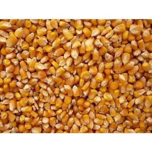 Non-GMO Yellow Corn & White Corn/Maize for Human & Animal Feed