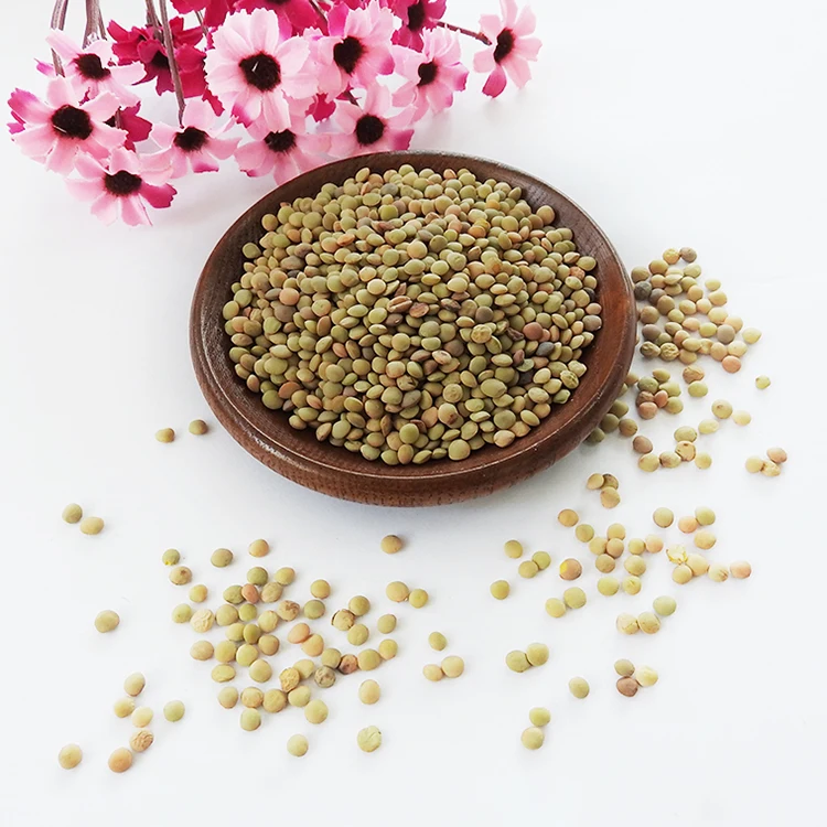 READY 25Kg 8mm Healthy Canadian Whole Green Lentils Bags / Best Green Lentils Wholesale Suppliers/Where To Buy Green Lentils