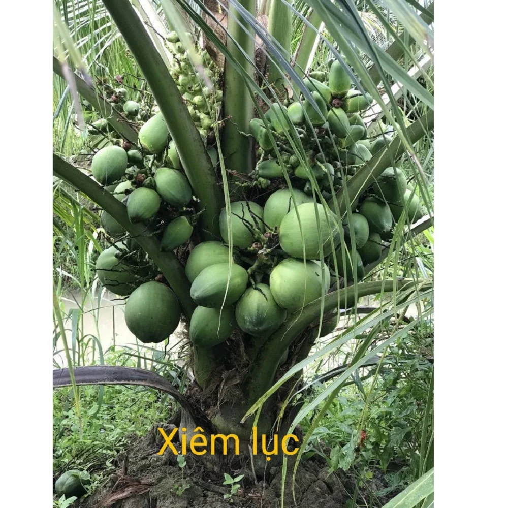Mild Sweet Taste Of Water Fresh Coconut With 25 Days Shelf Life From West Of Vietnam