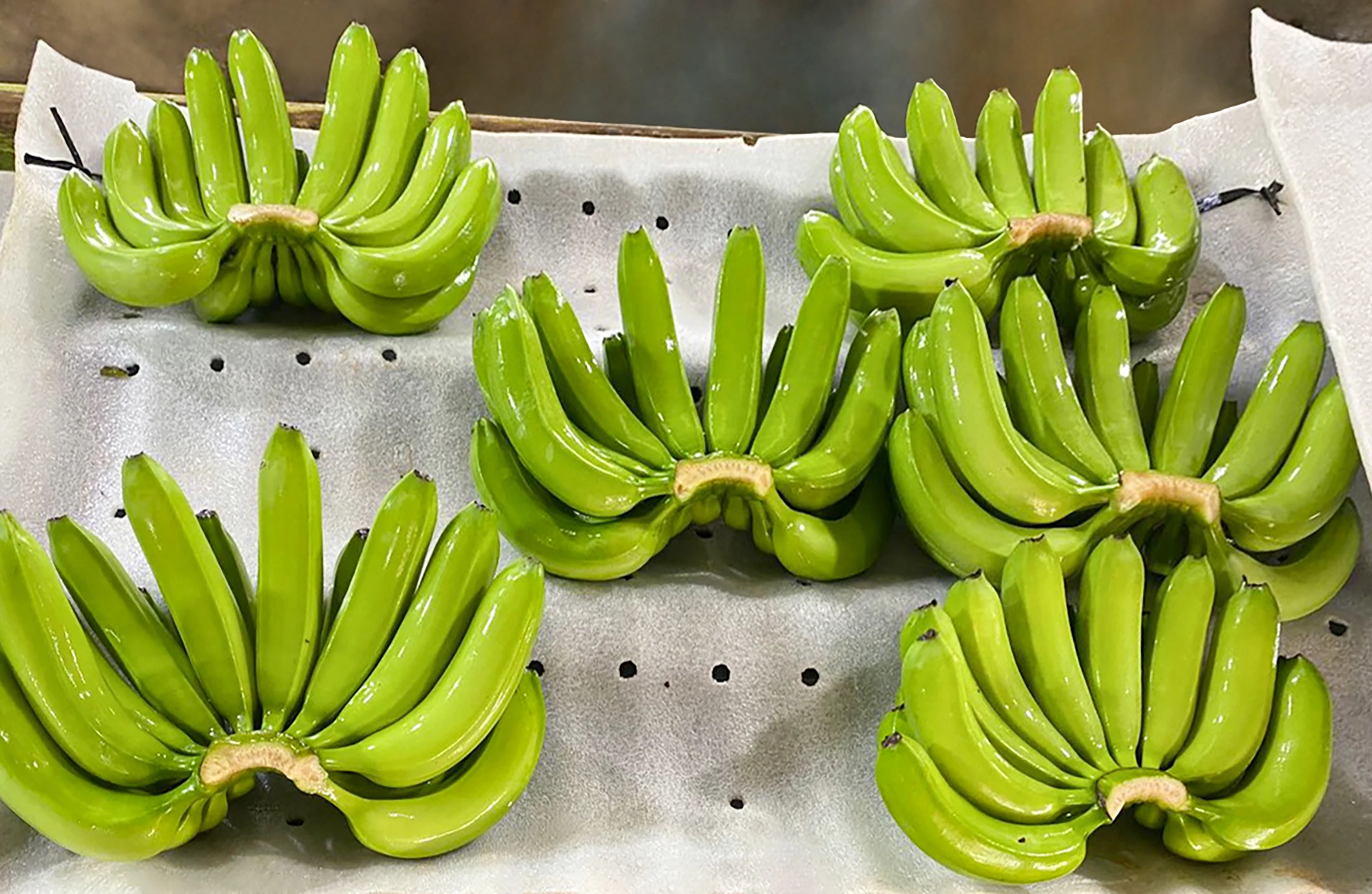  Высокое качество с сертификацией GlobalGap Зеленый Кавендиш банан экспортируется Вьетнамом