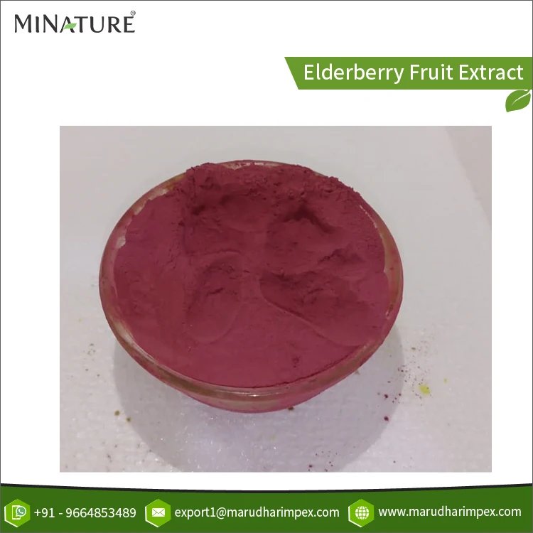 Standard Quality High Purity Wholesale Natural Elderberry Fruit Extract Powder for Bulk Purchase