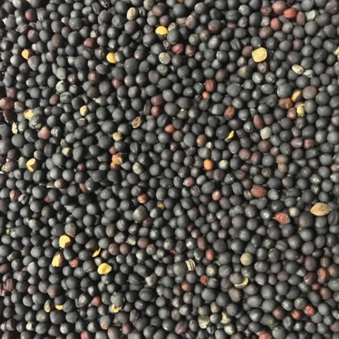 
Высококачественные семена изнасилования класса А 100% 