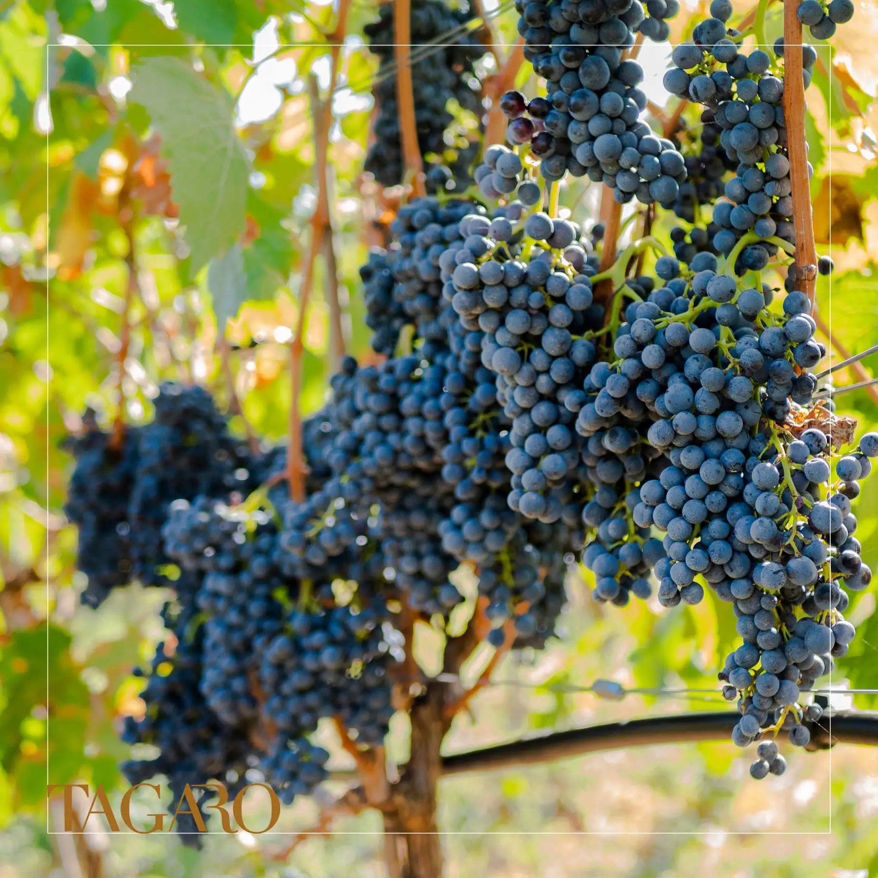 Лидер продаж итальянское красное вино в бутылках NERO DI TROIA PRIMITIVO IGP для экспорта