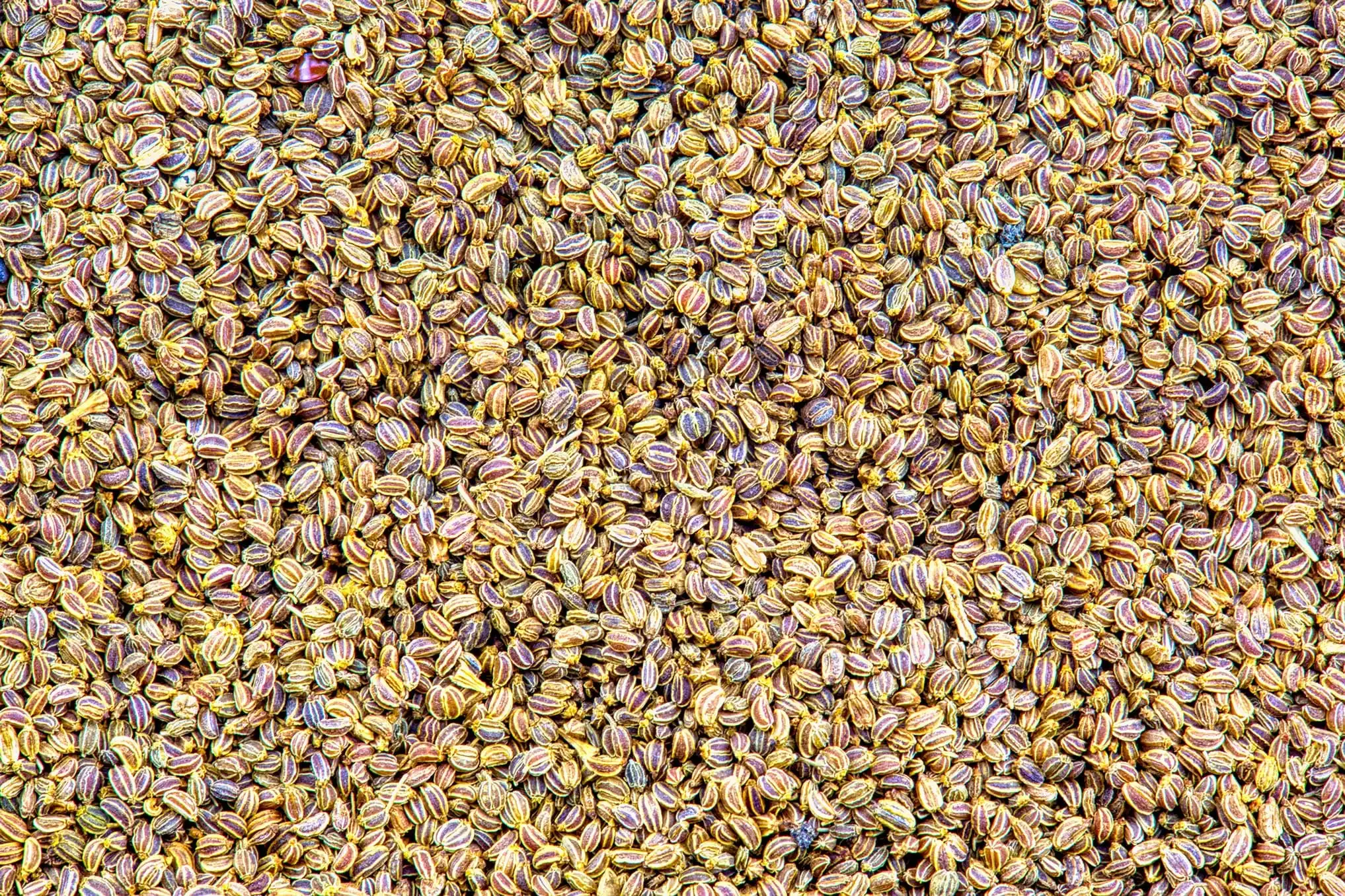 Premium Quality Organic Celery Seed Oil For Soothing Digestive Issues Fully Pure Oils Wholesale Suppliers