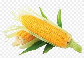 Good Quality Fresh Corn
