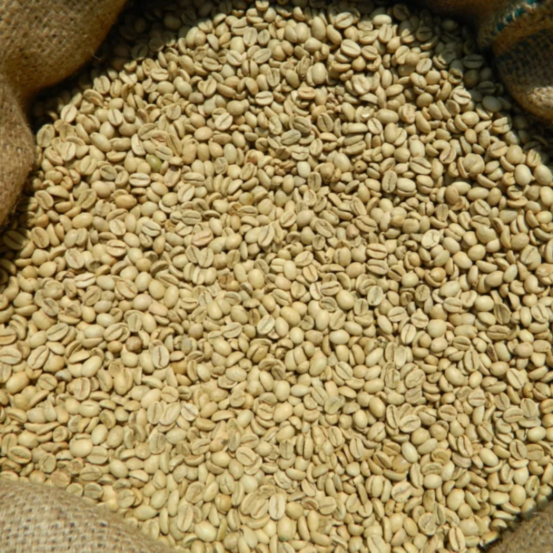 
Indian Speciality Green Coffee Bean Monsooned Malabar AA new crop for exports for roasters bulk in bags factory supply 