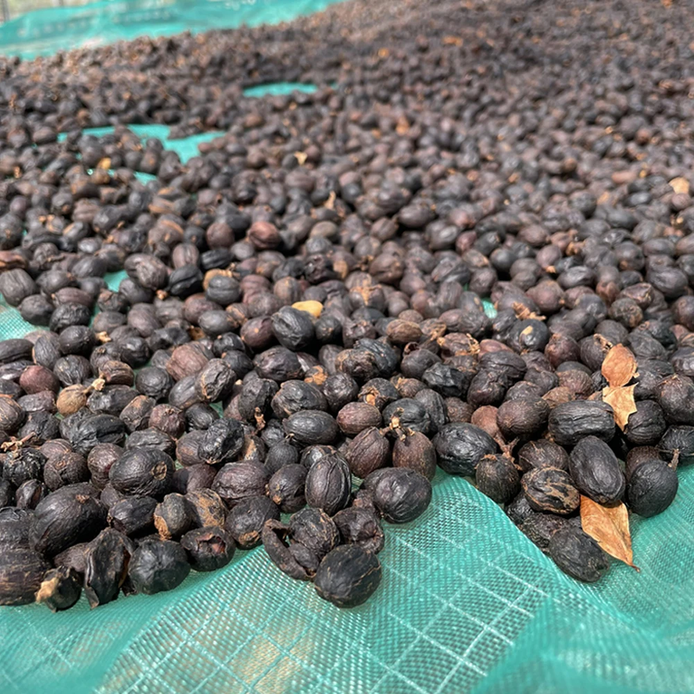 Robusta зеленые кофейные зерна метод сухой обработки размер экрана 16/18 один оригинал высокое качество экспортная цена