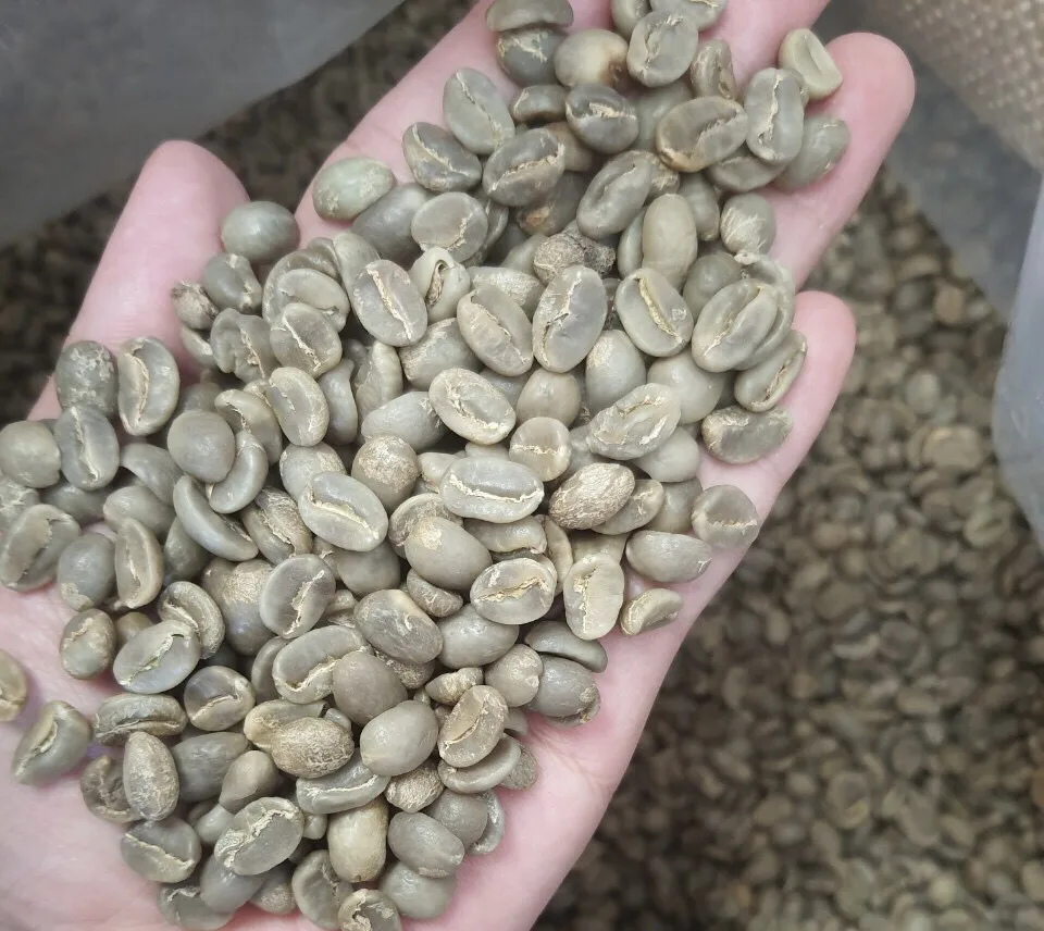 Vietnam First Grade Arabica Green Coffee Beans Premium Quality Screen 18