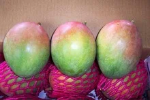 100% чистый сладкий манго-лучшее качество