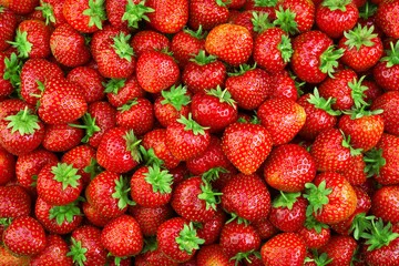 Organic Cultivation Customized logo Fresh Fruit Sweet Slightly Sour taste Low Sugar Strawberry For Export