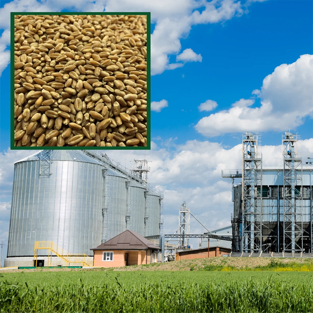 Great quality wheat  any quality requirements, wholesale prices