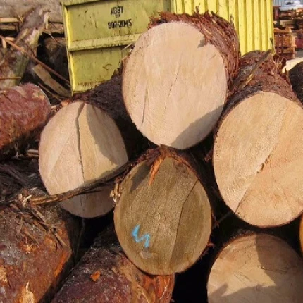 Cheap Timber Logs Teak Wood / Oak Wood Logs / Pine Wood Log with other species