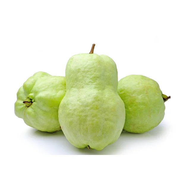Rich And Tasty In High Demand Fresh Fruit Guava With Low Price