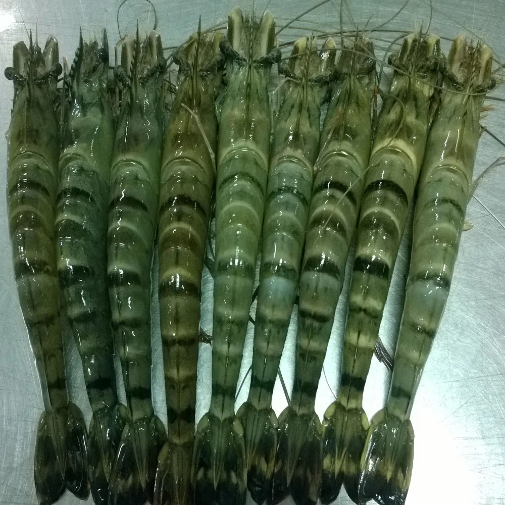 
Сырой свежий замороженный Срок годности 24 месяца в упаковке и коробке замороженная сырая головка на Ракушке черная Тигровая креветка из Вьетнама 