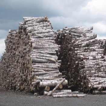 Latvian White Birch Logs