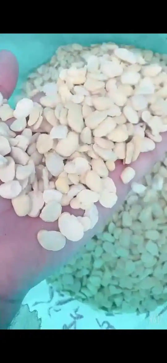 High Quality crushed beans 2021 New Cultivated Best Quality