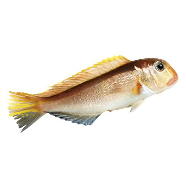 
Best Quality With Very Good Price Of Frozen Dory Fish Whole Round Top Selling Natural 